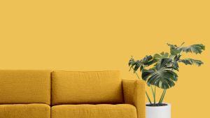 S302 Грейпфрут