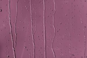 N338 Дикая роза