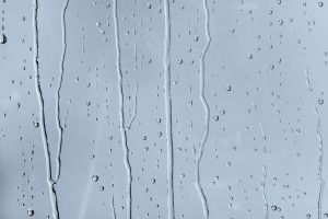 H353 Незабудка