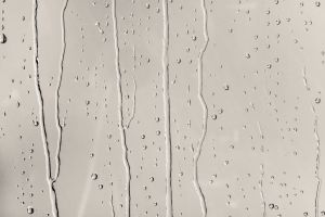 H484 Шелковица