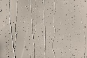 V484 Плавающий лес