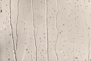 G467 Шампиньон