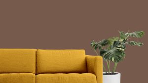 S468 Звездный анис