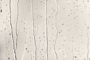 F309 Гардения