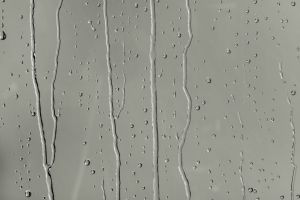 M495 Арктическая ива