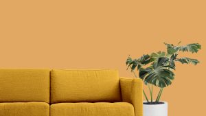 K398 Чечевица