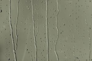 L447 Чашелистник