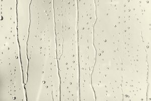 Y388 Цветок бузины